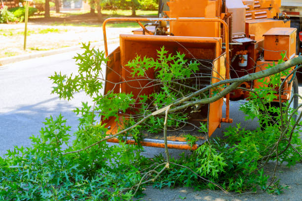 Best Leaf Removal  in St James City, FL