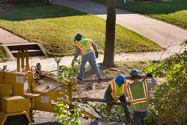 Best Hedge Trimming  in St James City, FL