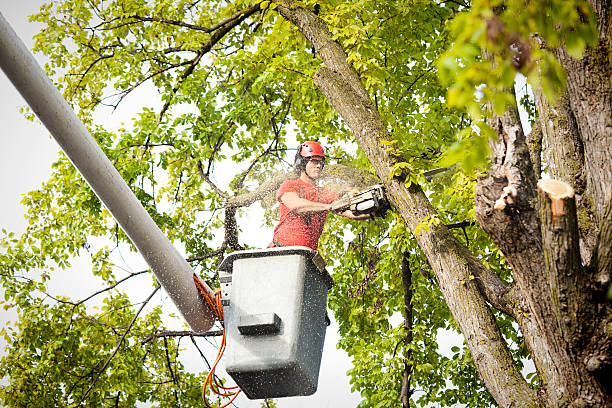 How Our Tree Care Process Works  in  St James City, FL